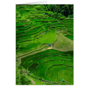Groene rijstterrassen, Filipijnen