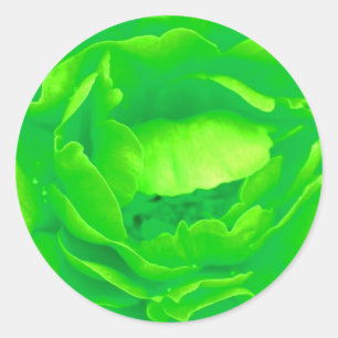 Groene Roos Sticker -