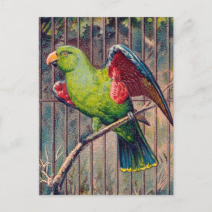 groene rotspiegel briefkaart