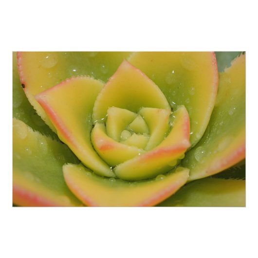 Groene Rozet Succulent Wandraam Kunst Afdruk Thuis (Voorkant)