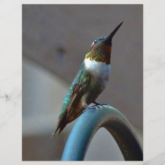 Groene Ruby kleine Hummingbird