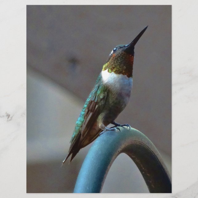 Groene Ruby kleine Hummingbird (Voorkant)