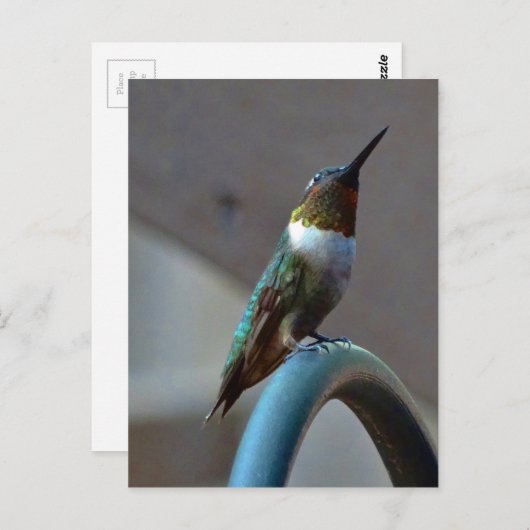 Groene Ruby kleine Hummingbird Briefkaart (Voorkant / Achterkant)