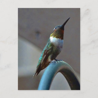 Groene Ruby kleine Hummingbird Briefkaart