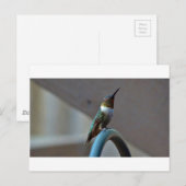 Groene Ruby kleine Hummingbird Briefkaart (Voorkant / Achterkant)