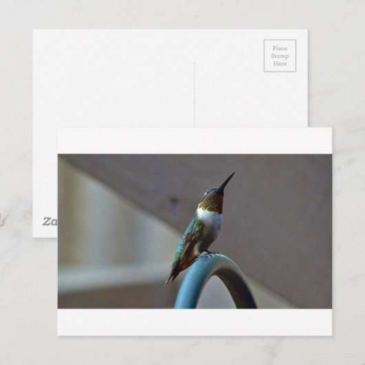 Groene Ruby kleine Hummingbird Briefkaart (Voorkant / Achterkant)