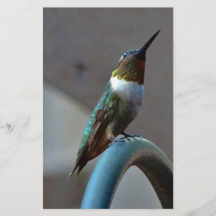 Groene Ruby kleine Hummingbird Briefpapier