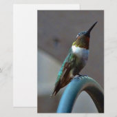Groene Ruby kleine Hummingbird Briefpapier (Voorkant / Achterkant)