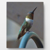 Groene Ruby kleine Hummingbird Fotoplaat (Voorkant)