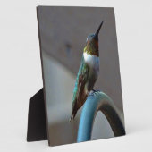 Groene Ruby kleine Hummingbird Fotoplaat (Zijkant)
