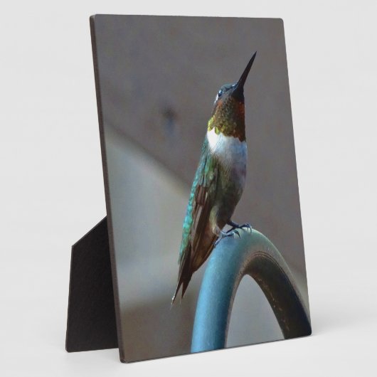 Groene Ruby kleine Hummingbird Fotoplaat (Zijkant)