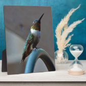 Groene Ruby kleine Hummingbird Fotoplaat (Zijkant)