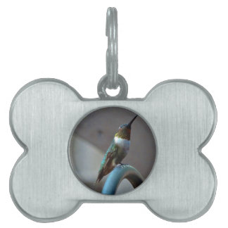 Groene Ruby kleine Hummingbird Huisdieren Naamplaatje