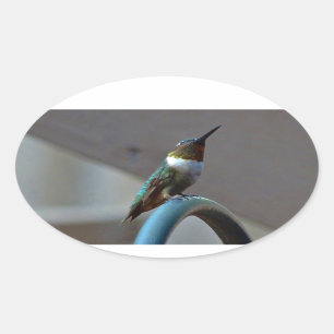 Groene Ruby kleine Hummingbird Ovale Sticker