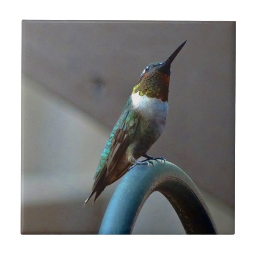 Groene Ruby kleine Hummingbird Tegeltje (Voorkant)