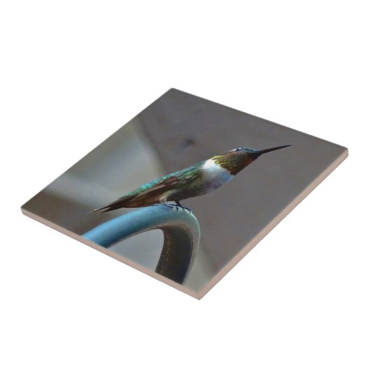 Groene Ruby kleine Hummingbird Tegeltje (Zijkant)