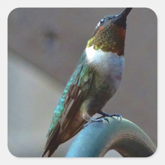 Groene Ruby kleine Hummingbird Vierkante Sticker (Voorkant)