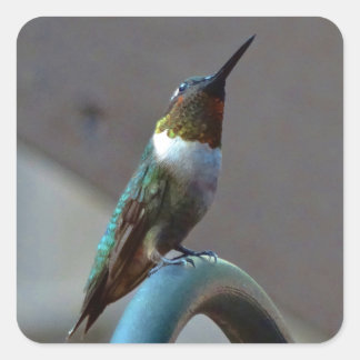 Groene Ruby kleine Hummingbird Vierkante Sticker