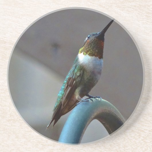 Groene Ruby kleine Hummingbird Zandsteen Onderzetter (Voorkant)