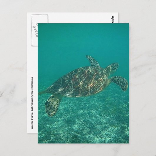 groene schildpad briefkaart (Voorkant / Achterkant)