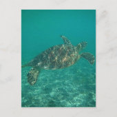 groene schildpad briefkaart (Voorkant)