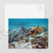 Groene schildpad briefkaart (Voorkant / Achterkant)