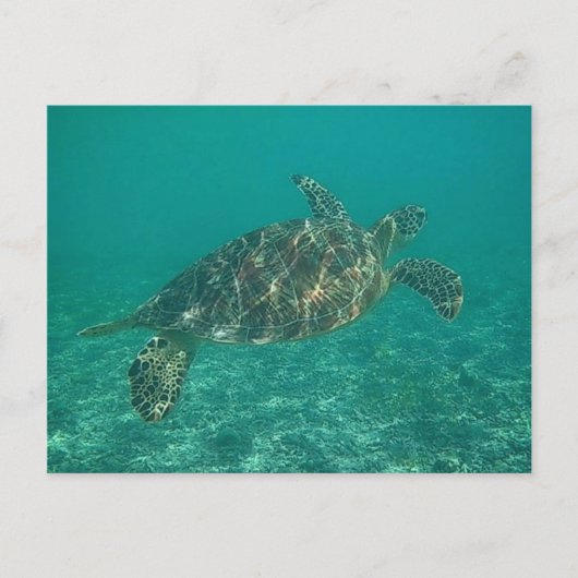 groene schildpad briefkaart (Voorkant)