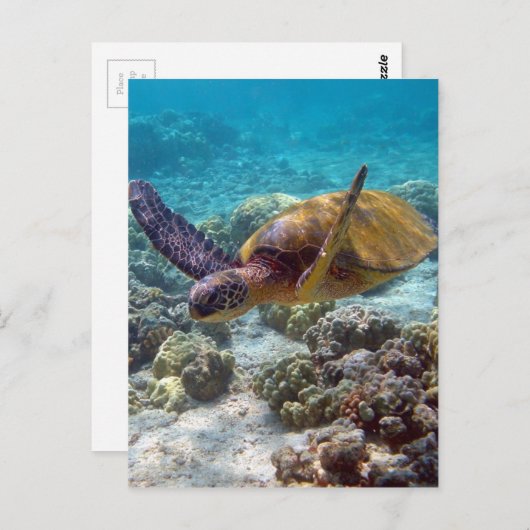 Groene schildpad briefkaart (Voorkant / Achterkant)