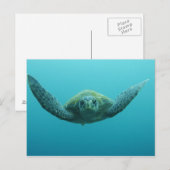 Groene schildpad (Chelonia mydas agassisi), Centra Briefkaart (Voorkant / Achterkant)