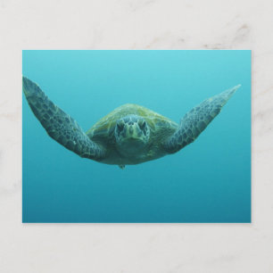 Groene Schildpad (Chelonia mydas agassisi), Centra Briefkaart