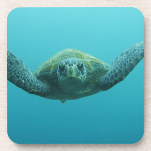 Groene Schildpad (Chelonia mydas agassisi), Centra Drankjes Onderzetter