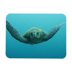 Groene Schildpad (Chelonia mydas agassisi), Centra Magneet