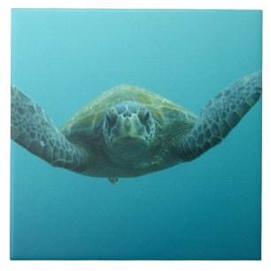 Groene Schildpad (Chelonia mydas agassisi), Centra Tegeltje
