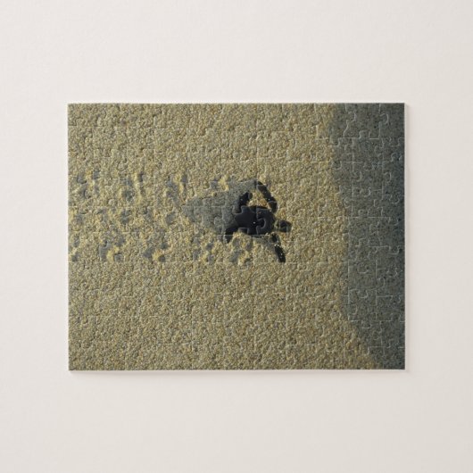 Groene schildpad (Chelonia mydas), broederij Legpuzzel (Horizontaal)