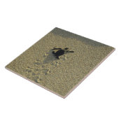 Groene schildpad (Chelonia mydas), broederij Tegeltje (Zijkant)