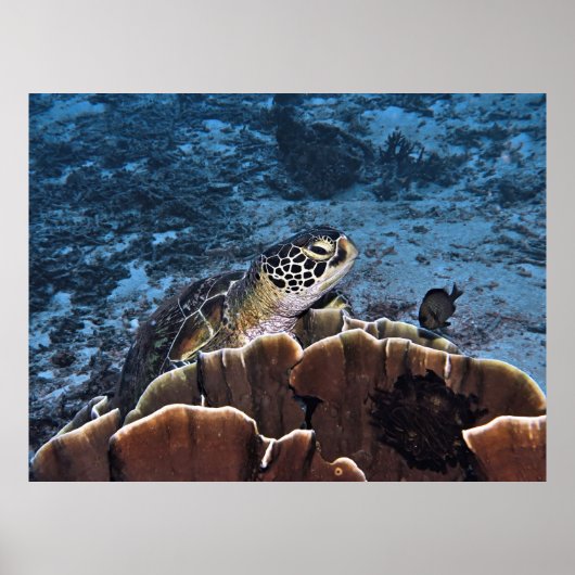 Groene schildpad op koraal poster (Voorkant)
