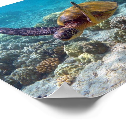 Groene schildpad poster (Hoek)