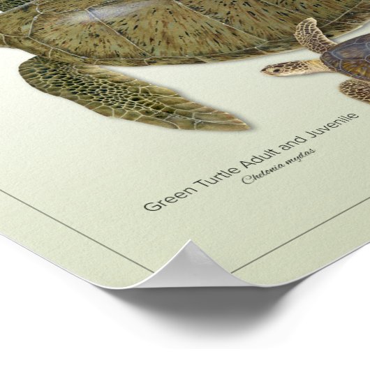 Groene Schildpad Volwassen en Juveniele Print (Hoek)