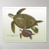 Groene Schildpad Volwassen en Juveniele Print (Voorkant)