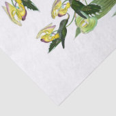 groene sikkel Bill Hummingbird-ontvlechting Tissuepapier (Detail)