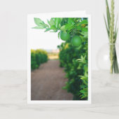 Groene Sinaasappels op boomportret Kaart (Voorkant)