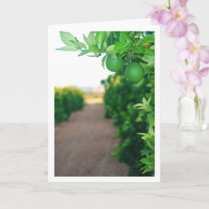 Groene Sinaasappels op boomportret Kaart