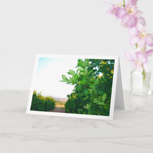 Groene Sinaasappels op Tree Kaart (Orchidee)