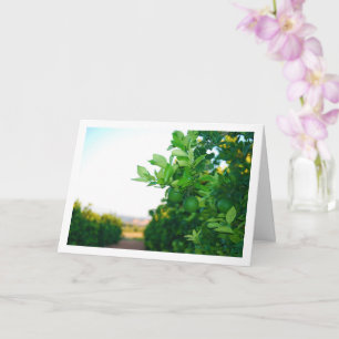 Groene Sinaasappels op Tree Kaart