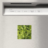 Groene sla magneet (Insitu (Vaatwasser))