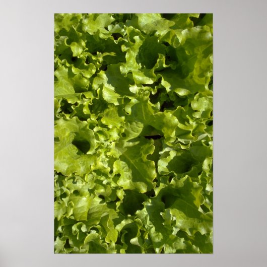 Groene sla poster (Voorkant)