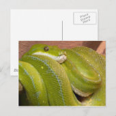groene slang briefkaart (Voorkant / Achterkant)