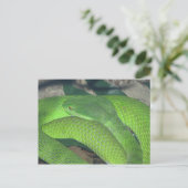 groene slang briefkaart (Staand voorkant)