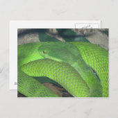 groene slang briefkaart (Voorkant / Achterkant)