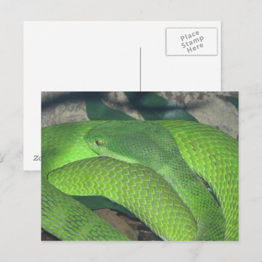 groene slang briefkaart (Voorkant / Achterkant)
